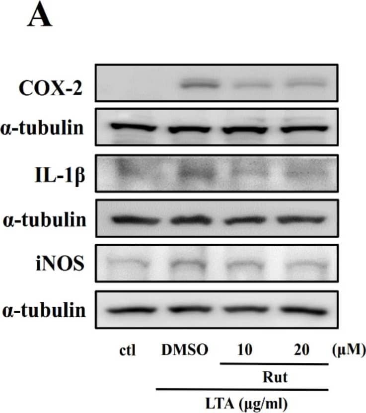 Effects of Rut on the expression of cyclooxygenase-2 (COX-2), interleukin-1 beta (IL-1 beta ), and inducible nitric oxide synthase (iNOS) in LTA-stimulated RAW cells. (A–D) Cells were pretreated with Rut (10 and 20 μM) for 20 min and then stimulated by LTA (10 μg/mL) for 24 h. The levels of (B) COX-2 (C) IL-1 beta  and (D) iNOS protein expression were evaluated as described in the Methods section. Data are presented as the means +/- SEM (n = 4); * p < 0.05, ** p < 0.01, and *** p < 0.001, compared with the control group; # p < 0.05 and ## p < 0.01, compared with the LTA group. Image collected and cropped by CiteAb from the following open publication (//pubmed.ncbi.nlm.nih.gov/35682568), licensed under a CC-BY license. Not internally tested by Novus Biologicals.