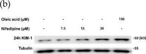 Western Blot: alpha Tubulin Antibody (DM1A) - BSA Free [NB100-690] - Nifedipine stimulated tremendous production of reactive oxygen species (ROS), & KIM-1 in 24 & 48 h. (a) Nifedipine 30 µM-treated group had induced a higher ROS (3.3-fold vs. control, p < 0.01) compared to H2O2 500 μM. (2.7-fold vs. control, p < 0.01). (b,c) Nifedipine 7.5, 15, & 30 μM-treated groups for 24 h (tubulin as internal control) had upregulated KIM-1 in dose dependent fashion (101%, 102%, p < 0.05, & 122%, p < 0.01 respectively) & reduced to 86%, 91%, & 80% in 48 h (actin as internal control), respectively. p-values ≤ 0.05 (marked as *) were considered statistically significant. In addition, p-values ≤ 0.01 are marked as **. Image collected & cropped by CiteAb from the following publication (//pubmed.ncbi.nlm.nih.gov/30934807), licensed under a CC-BY license. Not internally tested by Novus Biologicals.