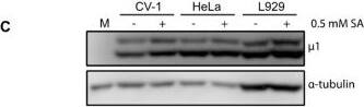 Western Blot: alpha Tubulin Antibody (DM1A) - BSA Free [NB100-690] - Pre-treatment with 0.5 mM sodium arsenite (SA) enhances permissivity in a cell-type-specific manner across reovirus strains. (A) CV-1, HeLa, L929, or HPDE cells were left untreated (no SA) or were treated with 0.5 mM SA for 30 min prior to infection (Pre-SA). Following this, cells were infected with T3D such that ~20% to 50% of cells were infected & at 18 h p.i. cells were fixed & immunostained for μNS & DAPI to visualize viral factories (VFs). The percent of cells containing VFs was quantified ((# of cells containing VFs/total # of cells) × 100) from three independent experiments. The expression level of μNS (B) & μ1 (C) was determined in CV-1, L929, or HeLa cells either left untreated (no SA) or treated with 0.5 mM SA for 30 min (Pre-SA) before infection with T3D at MOI = 1. At 18 h p.i., cells were harvested & the expression level of the indicated proteins was determined by immunoblot. M = mock. Densitometry analysis of the band intensity for μNS & μ1 was adjusted to the matched  alpha -tubulin loading control for two independent experiments. Columns represent mean ± SEM. (D) CV-1; (E) L929; or (F) HeLa cells were left untreated (no SA) or were treated with 0.5 mM SA prior to infection (Pre-SA). Cells were then infected with the reovirus strains, T3D, T1L, or T3A, as described in (A). At 18 h p.i., cells were fixed & immunostained for μNS & DAPI to detect VFs. The percent of cells containing VFs was quantified ((# of cells containing VFs/total # of cells) × 100) from at least two independent experiments. * p < 0.05; ** p < 0.01; two-tailed unpaired t test. The error bars indicate S.D. Image collected & cropped by CiteAb from the following publication (//pubmed.ncbi.nlm.nih.gov/31216693), licensed under a CC-BY license. Not internally tested by Novus Biologicals.