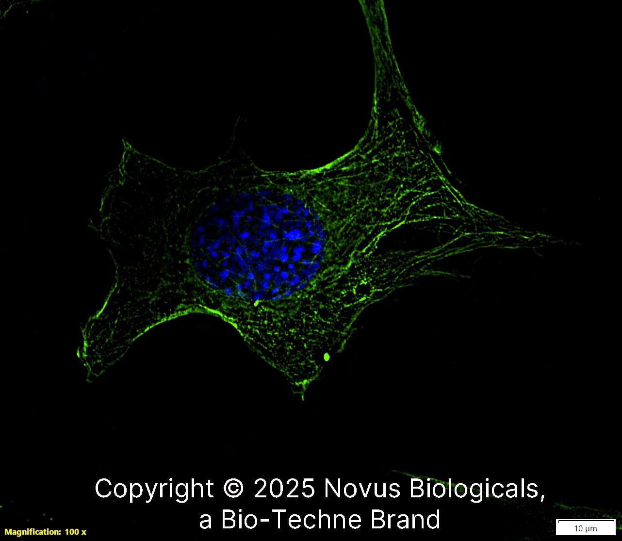 Alpha Tubulin (DM1A) was detected in immersion fixed NIH-3T3 Mouse fibroblast cell line using Mouse anti-Alpha Tubulin (DM1A) Protein G Purified Monoclonal Antibody conjugated to Alexa Fluor® 488 (Catalog # NB100-690AF488) (green) at 2 µg/mL overnight at 4C. Cells were counterstained with DAPI (dark blue). Cells were imaged using a 100X objective and digitally deconvolved.