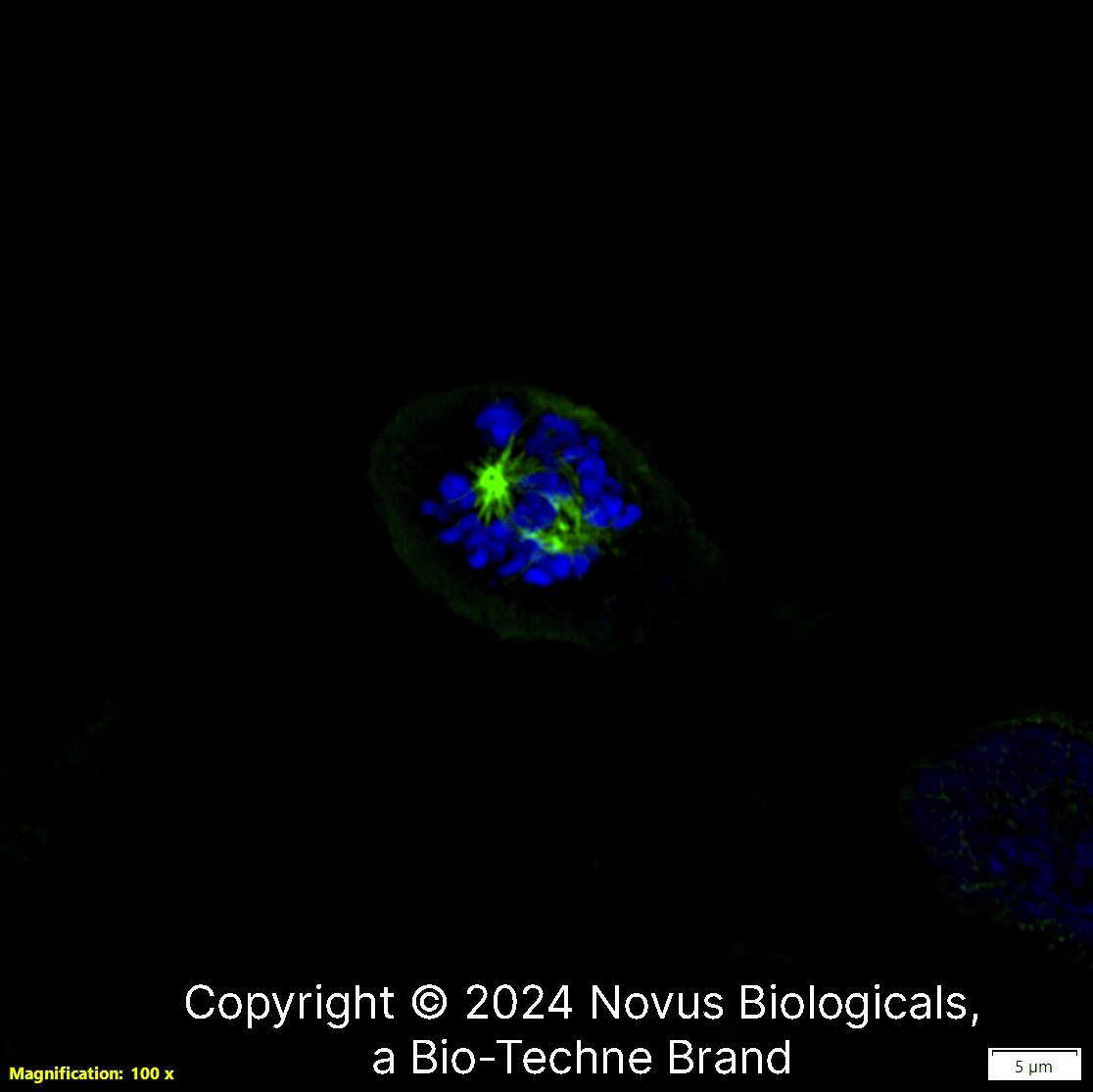 Alpha Tubulin (DM1A) was detected in immersion fixed U-2 OS human osteosarcoma cell line using Mouse anti-Alpha Tubulin (DM1A) Protein G Purified Monoclonal Antibody conjugated to Alexa Fluor ® 488 (Catalog # NB100-690AF488) (green) at 2 µg/mL overnight at 4C. Cells were counterstained with DAPI (dark blue). Cells were imaged using a 100X objective and digitally deconvolved.