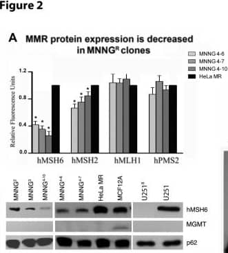 Western Blot: MGMT Antibody (MT 3.1) [NB100-692] - MMR protein expression & hMutS alpha  activity decreases while hprt mutation rates & MNNG resistance increases in MGMT & MMR negative subclones after repeated exposure to MNNG.A. MMR protein expression, each fluorescent protein band was measured against a loading control (p62) in the same lane by Alpha lnnotech Fluorochem HD2, histograms produced by Prism GraphPad software, error bars indicate SD. U251 not represented in histogram because hMSH6 & hMSH2 expression is completely absent (Figure 1). Asterisks (*) denote statistically significant differences at P < 0.05 between each subclone protein expression & HeLa MR for the designated MMR protein. Statistical significance determined by student t-test using Prism GraphPad software. Each experiment was performed a minimum of 3 times. B. hMutS alpha  binding activity of equal nuclear protein concentration from nuclear extracts of each cell line by EMSA using [32P]-69mer oligomers with either G:T or 06meG:T located in the center. C. hprt mutation rates in two sequentially isolated HeLa MNNGR clones as compared to HeLa MR. D. Classic colony survival of HeLa MNNG4 & U251R subclones indicates significant resistance to 0.2 µM MNNG as compared to HeLa MR & U251 parental cell lines. Image collected & cropped by CiteAb from the following publication (//pubmed.ncbi.nlm.nih.gov/24019948), licensed under a CC-BY license. Not internally tested by Novus Biologicals.