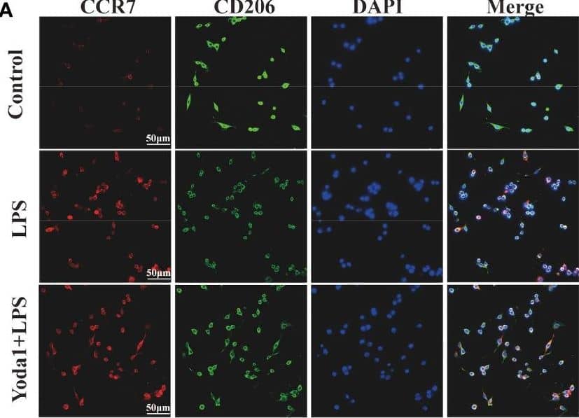 Immune response of macrophages after activating Piezo1. (A) IF staining of CCR7 and CD206 in the Control, LPS and Yoda1+LPS groups after 4-day-cultured. M1 macrophages were marked with CCR7 (red), M2 macrophages with CD206 (green), and nuclei with DAPI (blue). (B) Semi-quantitative analysis of CCR7 and CD206. (C) Flow cytometry analysis of RAW264. 7 cells in the Control, LPS and Yoda1+LPS groups. Q6 represents M1 types (F4/80+/iNOS+) and Q10 represents M2 types (F4/80+/CD206+). (D)Piezo1, Tnfa and Il1b genes expressions in macrophages cultured for 4 days. (E) Western blotting analysis of PIEZO1, TNF-A and IL-1B in RAW264. 7 cultured for 4 days. (F) Intracellular ROS levels of RAW264. 7 cultured for 4 days. (G) Concentration of inflammatory cytokines in macrophages medium detected by ELISA. *P < 0. 05; **P < 0. 01; ***P < 0. 001. Image collected and cropped by CiteAb from the following open publication (//pubmed.ncbi.nlm.nih.gov/37261355), licensed under a CC-BY license. Not internally tested by Novus Biologicals.