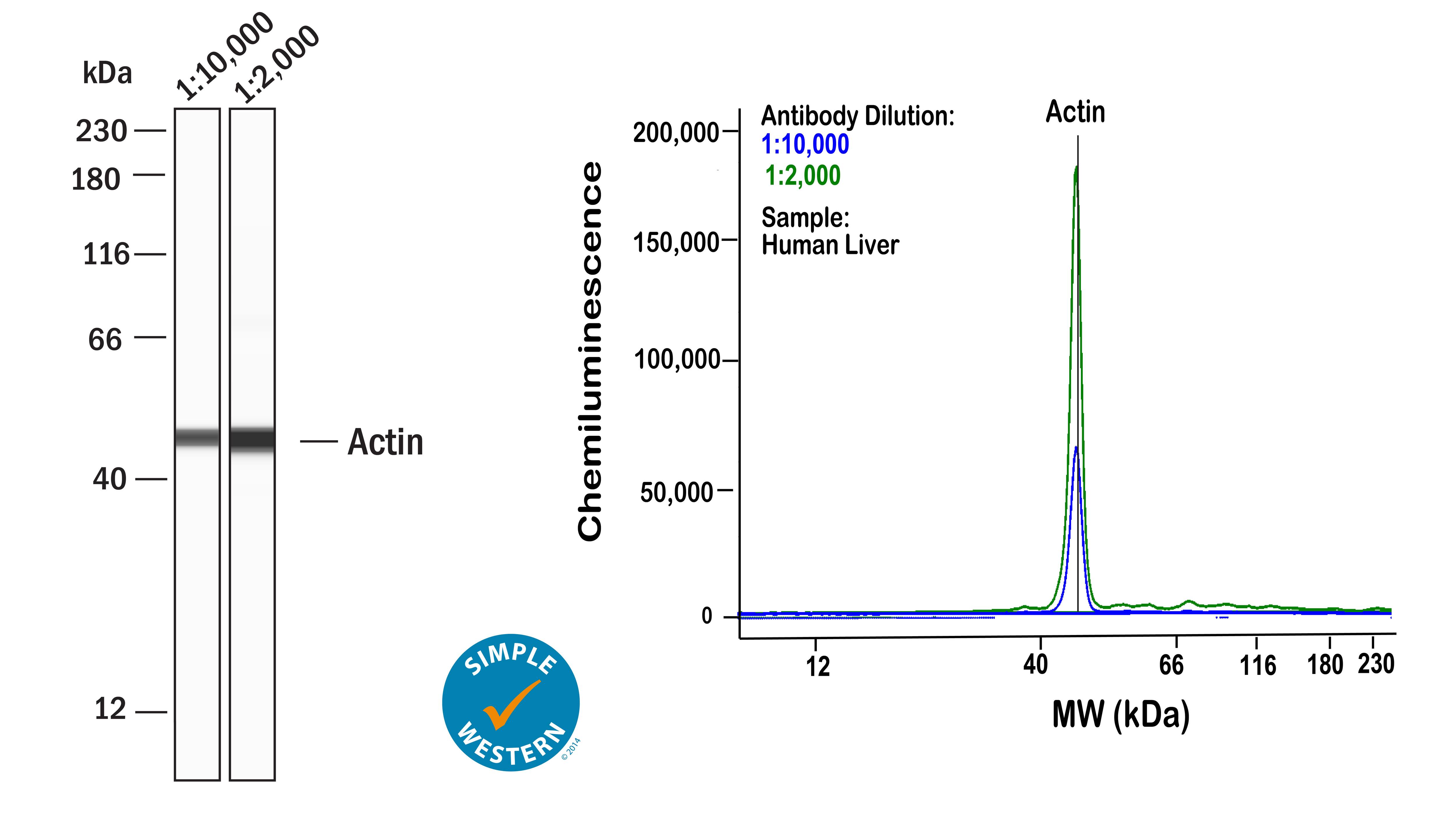 Left: Simple Western lane view shows lysates of human liver, loaded at 1 mg/ml. A specific band was detected for Actin at approximately 47 kDa (as indicated) using both 1:10,000 and 1:2,000 of Mouse Anti-Actin Monoclonal Antibody (Catalog # NB100-74340) followed by 1:50 HRP-conjugated Goat Anti-Mouse Secondary Antibody (Catalog # 042-205). This experiment was conducted under reducing conditions and using the 12-230kDa separation system. Right: Simple Western electropherogram showing the same Mouse Anti-Actin Monoclonal Antibody (Catalog # NB100-74340) tested at 1:10,000 (blue line) and 1:2,000 (green line) in the human liver.