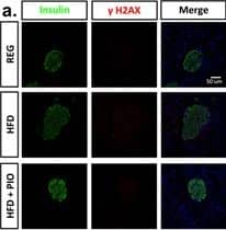 Immunocytochemistry/ Immunofluorescence: Histone H2AX [p Ser139] Antibody (3F2) [NB100-74435] - Evidence of DNA damage & oxidative stress in islets from HFD treated mice. (a) Representative immunofluorescent staining of  gamma H2AX, insulin, & DAPI for islets from each treatment group. (b) Representative immunofluorescent staining of 4-hydroxynonenal (4-HNE), insulin, & DAPI for islets from each treatment group. (c) Representative immunofluorescent staining of nitrotyrosine, insulin, & DAPI for islets from each treatment group. (d–g) qRT-PCR analysis of total islet RNA for antioxidant genes, including Gpx1, SOD1, Nrf2, & Ppargc1 alpha . (n = 3) *p < 0.05, **p < 0.01. Image collected & cropped by CiteAb from the following publication (//www.nature.com/articles/s41598-017-03869-5), licensed under a CC-BY license. Not internally tested by Novus Biologicals.