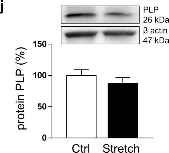 Western Blot Myelin PLP Antibody