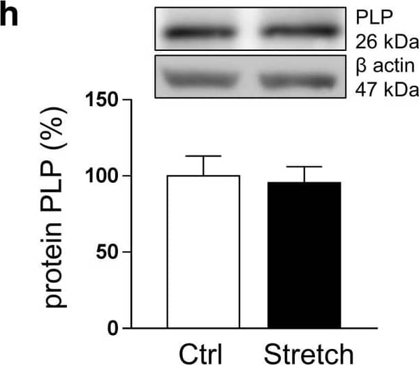 Western Blot Myelin PLP Antibody