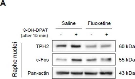 Functional loss of 5-HT1Areceptor on the corticosterone and thermoregulatory responses. After fluoxetine injection for 4 weeks, the protein expression of TPH2 and c-Fos following 15 min of 8-OH-DPAT challenge was determined by western blot analysis in RN (A and B). Plasma corticosterone levels (C) or rectal temperature measurement (D) following 0, 15, 30, or 45 min of challenge with 8-OH-DPAT were analyzed. In addition, the plasma corticosterone levels were determined both pre- and post-exercise (E). The data are expressed as the mean +/- SD (n = 4 or 8/group). *p < 0.05 and **p < 0.01 compared to the saline group, #p < 0.05 and ##p < 0.01 compared to the saline-injected group without 8-OH-DPAT challenge or exercise. Serum cortisol levels of patients with ME/CFS were determined by EIA (F). The data are expressed as the mean +/- SD (n = 10 and 17, respectively). *p < 0.05 compared to the healthy controls Image collected and cropped by CiteAb from the following open publication (//pubmed.ncbi.nlm.nih.gov/38191373), licensed under a CC-BY license. Not internally tested by Novus Biologicals.