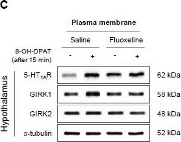 Western Blot GIRK2 Antibody