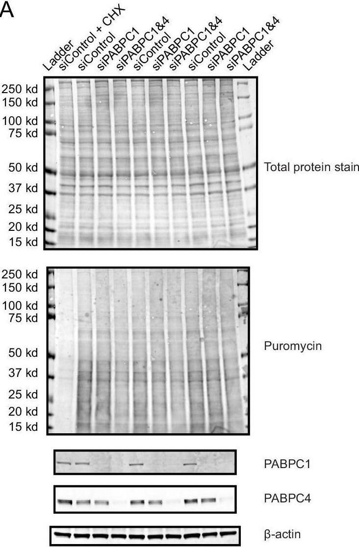 Depletion of PABPC in mammalian cell lines has minimal effect on TE.(A) The effect of PABPC knockdown on protein synthesis in HeLa cells. Cells transfected with the indicated siRNAs were cultured for 48 hr, then treated with puromycin before harvesting for western-blot analysis. In a control sample, cycloheximide (CHX) was added prior to puromycin treatment. At the top is the membrane showing total protein levels. In the middle is the same membrane probed for puromycin to detect nascent protein synthesis. At the bottom are the results of the same membrane probed for the indicated proteins. (B) The effect of PABPC knockdown on polysomes in HeLa cells. At the top are polysome-gradient profiles from HeLa cells transfected with either control siRNAs or siRNAs targeting PABPC1 and PABPC4. At the bottom are northern blots analyzing RNA collected from gradient fractions shown at the top, probing for four cytoplasmic mRNAs and one mitochondrial mRNA (MT-CYB). (C) The early effects of rapid PABPC1 degradation on mRNA abundance (left), ribosome-footprint abundance (middle) and TE (right) in HCT116 PABPC1-AID cells. At the top, values from cells treated with IAA for 0.5 hr are compared to those from cells not treated with IAA. In the middle, values from cells treated with IAA for 1 hr are compared to those from cells not treated with IAA. At the bottom, values from cells treated with IAA for 3 hr are compared to those from cells not treated with IAA. For each gene, values for mRNA and ribosome-footprint reads per kilobase are plotted after normalizing to values for mitochondrial mRNAs. These results are summarized Figure 6F. Image collected and cropped by CiteAb from the following open publication (//pubmed.ncbi.nlm.nih.gov/34213414), licensed under a CC-BY license. Not internally tested by Novus Biologicals.
