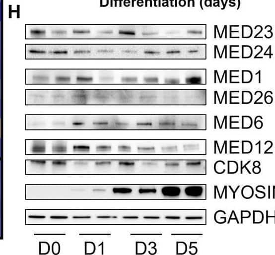 Western Blot MED24 Antibody - BSA Free