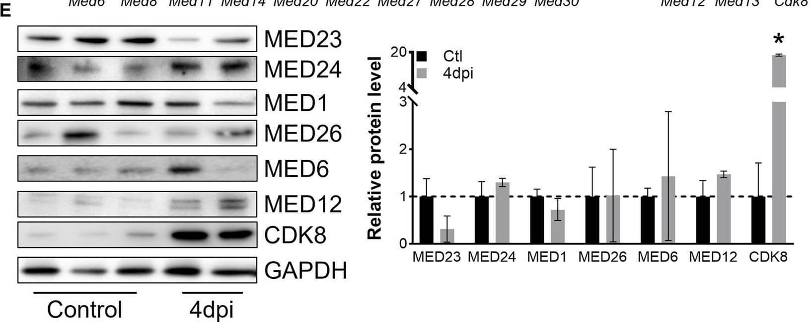 Western Blot MED24 Antibody - BSA Free