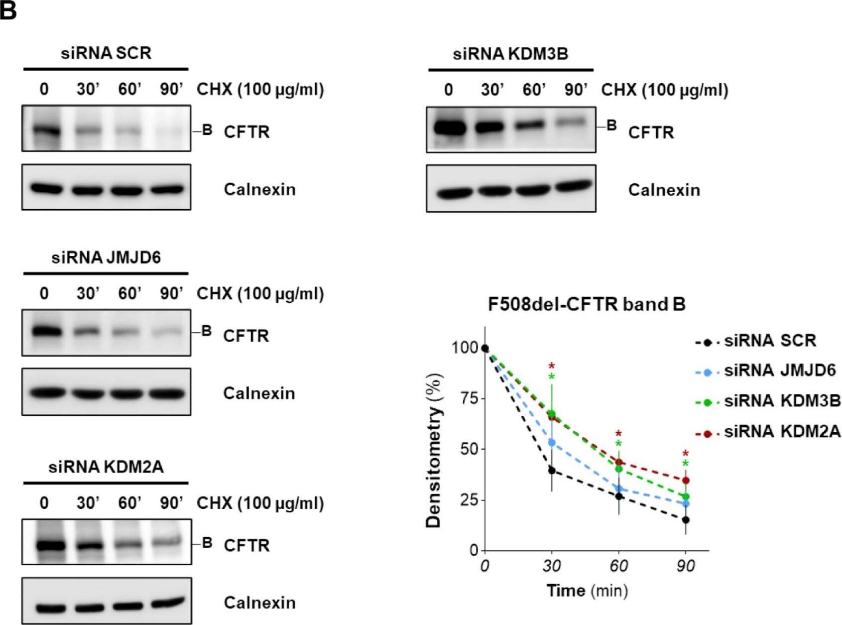 Knockdown Validated KDM2A/FBXL11 Antibody