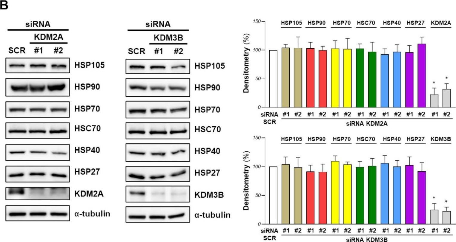 Western Blot KDM2A/FBXL11 Antibody