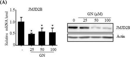 Western Blot: JMJD2B Antibody [NB100-74605] - Gomisin N (GN) represses the expression of JMJD2B, PPAR gamma 2, & PPAR gamma 2 steatosis target genes in HepG2 cells. HepG2 cells were treated with GN (100 μM) for 12 h. (A) JMJD2B expression was assessed by qPCR & western blotting. The full-length western blots corresponding to truncated blots are given in Supplementary Figure S4. (B) PPAR gamma 2 expression was measured by qPCR. (C,D) The expression of PPAR gamma 2 steatosis target genes was assessed by qPCR. Data represent means ± SEM of three independent experiments performed in triplicate. *p < 0.05 vs. no treatment. Image collected & cropped by CiteAb from the following publication (//pubmed.ncbi.nlm.nih.gov/30214048), licensed under a CC-BY license. Not internally tested by Novus Biologicals.