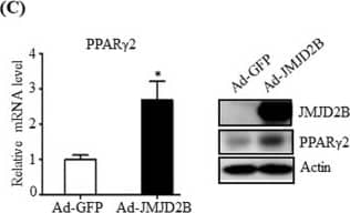 Western Blot: JMJD2B Antibody [NB100-74605] - Overexpression of JMJD2B increases intracellular TG levels & stimulates PPAR gamma 2 expression in HepG2 cells. HepG2 cells in 6-well plates were infected with Ad-GFP or Ad-JMJD2B. (A) The levels of JMJD2B, H3K9me, H3K9me2, & H3K9me3 were measured by western blotting. The full-length western blots corresponding to truncated blots are provided in Supplementary Figure S2A. (B) Intracellular TG levels were measured by TG assay kit. (C) PPAR gamma 2 expression was assessed by qPCR & western blotting. The full-length western blots corresponding to truncated blots are presented in Supplementary Figure S2B. (D,E) The expression of PPAR gamma 2 steatosis target genes was evaluated by qPCR. Data represent means ± SEM of three independent experiments performed in triplicate. *p < 0.05, **p < 0.01 vs. Ad-GFP. Image collected & cropped by CiteAb from the following publication (//pubmed.ncbi.nlm.nih.gov/30214048), licensed under a CC-BY license. Not internally tested by Novus Biologicals.