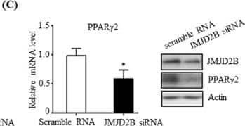 Western Blot: JMJD2B Antibody [NB100-74605] - Knockdown of JMJD2B reduces the intracellular TG level & represses PPAR gamma 2 expression in HepG2 cells. HepG2 cells in 6-well plates were transfected with scramble RNA or JMJD2B siRNA. (A) The levels of JMJD2B, H3K9me, H3K9me2, & H3K9me3 were measured by western blotting. The full-length western blots corresponding to truncated blots are presented in Supplementary Figure S3A. (B) Intracellular TG levels were measured by a TG assay kit. (C) PPAR gamma 2 expression was assessed by qPCR & western blotting. The full-length western blots corresponding to truncated blots are presented in Supplementary Figure S3B. (D,E) The expression of PPAR gamma 2 steatosis target genes was evaluated by qPCR. Data represent means ± SEM of three independent experiments performed in triplicate. *p < 0.05 vs. scramble RNA. Image collected & cropped by CiteAb from the following publication (//pubmed.ncbi.nlm.nih.gov/30214048), licensed under a CC-BY license. Not internally tested by Novus Biologicals.