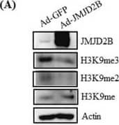 Western Blot: JMJD2B Antibody [NB100-74605] - Overexpression of JMJD2B increases intracellular TG levels & stimulates PPAR gamma 2 expression in HepG2 cells. HepG2 cells in 6-well plates were infected with Ad-GFP or Ad-JMJD2B. (A) The levels of JMJD2B, H3K9me, H3K9me2, & H3K9me3 were measured by western blotting. The full-length western blots corresponding to truncated blots are provided in Supplementary Figure S2A. (B) Intracellular TG levels were measured by TG assay kit. (C) PPAR gamma 2 expression was assessed by qPCR & western blotting. The full-length western blots corresponding to truncated blots are presented in Supplementary Figure S2B. (D,E) The expression of PPAR gamma 2 steatosis target genes was evaluated by qPCR. Data represent means ± SEM of three independent experiments performed in triplicate. *p < 0.05, **p < 0.01 vs. Ad-GFP. Image collected & cropped by CiteAb from the following publication (//pubmed.ncbi.nlm.nih.gov/30214048), licensed under a CC-BY license. Not internally tested by Novus Biologicals.