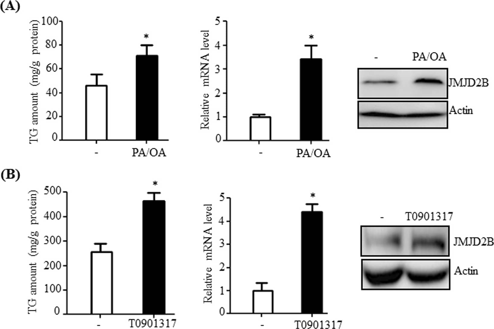 Western Blot: JMJD2B Antibody [NB100-74605] - JMJD2B expression increases in hepatic steatotic cell & animal models. (A) HepG2 cells were incubated with a mixture of palmitic acid (PA) & oleic acid (OA) (1:2 ratio) at 800 μM concentrations for 24 h, & intracellular triglyceride (TG) levels were analyzed by a TG assay kit. JMJD2B mRNA & protein levels were examined by qPCR & western blotting, respectively. Data represent means ± SEM of three independent experiments performed in triplicate. *p < 0.05 vs. no treatment. The full-length western blots corresponding to truncated blots are presented in Supplementary Figure S1A. (B) HepG2 cells were treated with T0901317 (10 μM) for 24 h, & intracellular triglyceride (TG) levels were measured by a TG assay kit. JMJD2B mRNA & protein levels were examined by qPCR & western blotting, respectively. Data represent means ± SEM of three independent experiments performed in triplicate. *p < 0.05 vs. no treatment. The full-length western blots are presented in Supplementary Figure S1B. (C) Total RNAs were isolated from the livers of HFD-induced obese mice. The JMJD2B mRNA levels were assessed by qPCR. Data represent means ± SEM of 5 mice. *p < 0.05 vs. ND mice. ND: normal diet. HFD: high fat diet. Image collected & cropped by CiteAb from the following publication (//pubmed.ncbi.nlm.nih.gov/30214048), licensed under a CC-BY license. Not internally tested by Novus Biologicals.