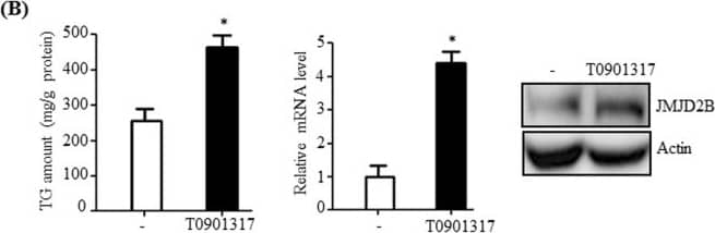 Western Blot: JMJD2B Antibody [NB100-74605] - JMJD2B expression increases in hepatic steatotic cell & animal models. (A) HepG2 cells were incubated with a mixture of palmitic acid (PA) & oleic acid (OA) (1:2 ratio) at 800 μM concentrations for 24 h, & intracellular triglyceride (TG) levels were analyzed by a TG assay kit. JMJD2B mRNA & protein levels were examined by qPCR & western blotting, respectively. Data represent means ± SEM of three independent experiments performed in triplicate. *p < 0.05 vs. no treatment. The full-length western blots corresponding to truncated blots are presented in Supplementary Figure S1A. (B) HepG2 cells were treated with T0901317 (10 μM) for 24 h, & intracellular triglyceride (TG) levels were measured by a TG assay kit. JMJD2B mRNA & protein levels were examined by qPCR & western blotting, respectively. Data represent means ± SEM of three independent experiments performed in triplicate. *p < 0.05 vs. no treatment. The full-length western blots are presented in Supplementary Figure S1B. (C) Total RNAs were isolated from the livers of HFD-induced obese mice. The JMJD2B mRNA levels were assessed by qPCR. Data represent means ± SEM of 5 mice. *p < 0.05 vs. ND mice. ND: normal diet. HFD: high fat diet. Image collected & cropped by CiteAb from the following publication (//pubmed.ncbi.nlm.nih.gov/30214048), licensed under a CC-BY license. Not internally tested by Novus Biologicals.