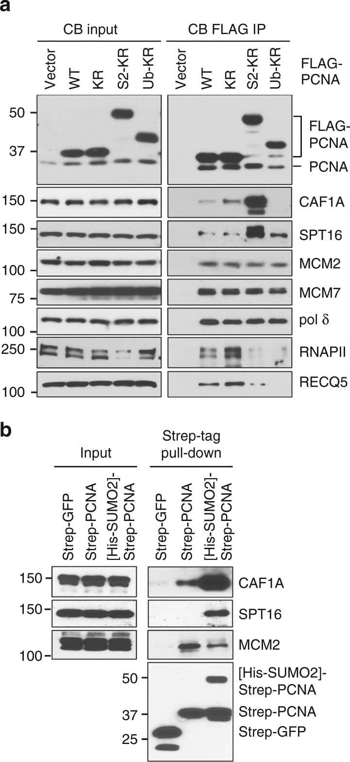 Western Blot: CHAF1A Antibody [NB100-74608] - SUMO2-PCNA enriches CAF1 & FACT within the replication complex. a Western blot analysis of the indicated proteins in the CB fractions (left) & the FLAG-PCNA complexes purified from CB fractions (right) prepared from cells expressing the indicated FLAG-tagged proteins. Ub-KR indicates the FLAG-ubiquitin-PCNA (KR) fusion protein. b Western blot analysis of the indicated proteins in the CB input (left panels) used for the in vitro pull-down experiments of purified recombinant strep-tagged PCNA, SUMO2-conjugated PCNA, & GFP anchored to Strep-Tactin resins (right panels). SUMO2-modified PCNA was generated by the in vitro SUMOylation reaction using strep-PCNA & His-SUMO2 shown in Supplementary Fig. 6a, b. c Western blot analysis of the input levels of recombinant strep-PCNA & strep-SUMO2-PCNA fusion (S2-PCNA) purified from E. coli (left panel) & of strep-PCNA & strep-S2-PCNA pulled down by WT or SIM mutant FLAG-CAF1A proteins purified & anchored on FLAG M2 agarose beads from HEK293T cells expressing the corresponding constructs (right panels). d Western blot analysis of strep-S2-PCNA (upper 2 panels) & strep-PCNA (lower 2 panels) pulled down by FLAG-CAF1A purified from E. coli & anchored on FLAG M2 agarose beads. e Western blot analysis of the indicated proteins in the CB input prepared from HEK293T cells expressing FLAG-SSRP1 WT or SIM mutant (left panels) & of FLAG-SSRP1 & SPT16 pulled down from the CB fractions in vitro using purified recombinant strep-tagged PCNA, S2-PCNA, & GFP anchored to Strep-Tactin resins (right panels) Image collected & cropped by CiteAb from the following publication (//pubmed.ncbi.nlm.nih.gov/30006506), licensed under a CC-BY license. Not internally tested by Novus Biologicals.