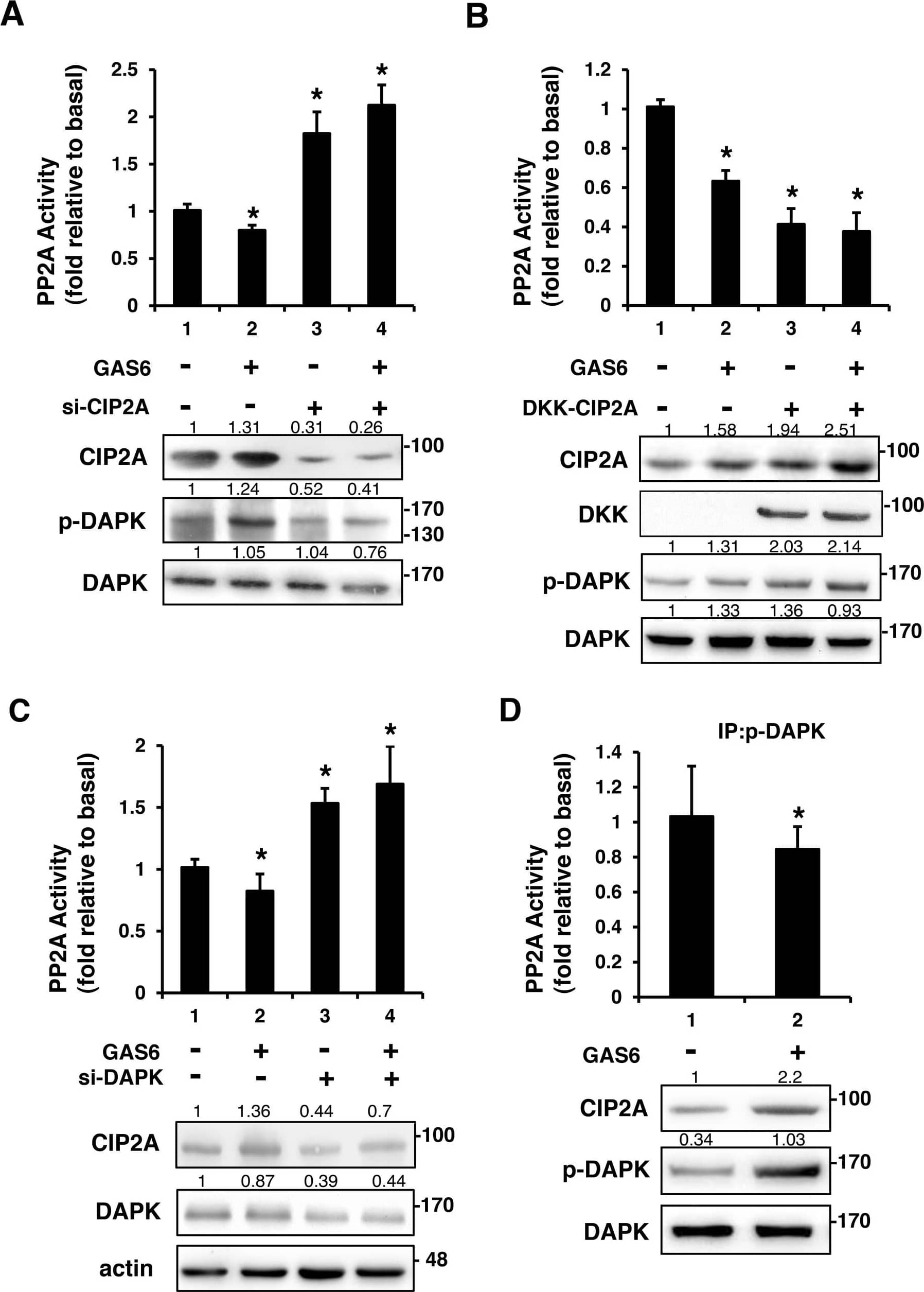 Western Blot: CIP2A Antibody [NB100-74663] - CIP2A is an inhibitor of PP2A-mediated DAPK dephosphorylationRSC96 cells were transfected with control, CIP2A siRNA (A), DKK-CIP2A (B), or DAPK siRNA (C) for 48 h & then exposed to GAS6 (100 ng/ml) for 30 min. PP2A activity & immunoblotting evaluations of DKK, CIP2A, pDAPK, & DAPK were performed. (D) RSC96 cells were incubated with GAS6 (100 ng/ml) for 30 min & co-immunoprecipitation between CIP2A, pDAPK & PP2A was evaluated. Immunoprecipitated PP2A activity was measured. Data are the mean ± SD, & n = 3 for each time point. * p < 0.05, ** p < 0.01, vs. control. Image collected & cropped by CiteAb from the following publication (//www.oncotarget.com/lookup/doi/10.18632/oncotarget.23978), licensed under a CC-BY license. Not internally tested by Novus Biologicals.