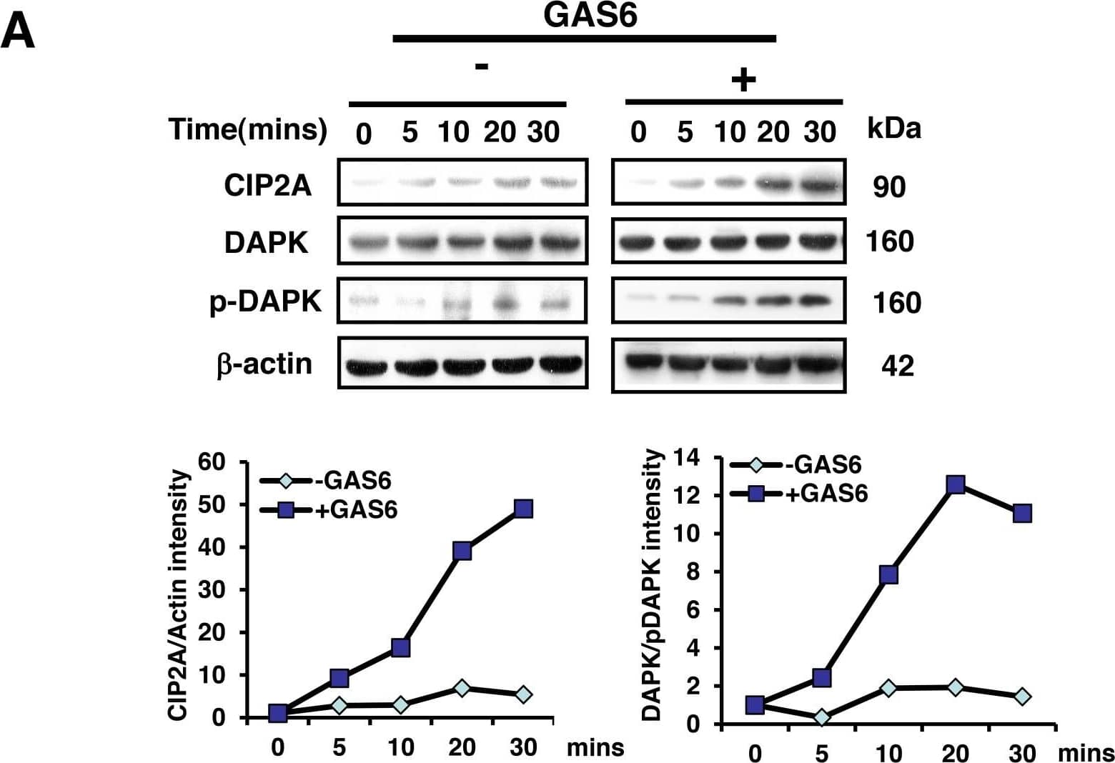 Western Blot: CIP2A Antibody [NB100-74663] - GAS6 increases the amount of both CIP2A & p-DAPK in RSC96 cells(A) RSC96 cells were incubated with GAS6 (100 ng/ml), & immunoblotting evaluations of CIP2A & p-DAPK expression were performed. The lower panel shows the intensity during basal conditions from the scanned imaged (upper panel). (B) RSC96 cells incubated with & without GAS6 (100 ng/ml) for 30 min & analysed by immunofluorescence. (C) Immunohistochemistry images demonstrated that CIP2A expression levels were higher than sham levels at 14 days & 28 days in the cavernous nerve after BCNI. Image collected & cropped by CiteAb from the following publication (//www.oncotarget.com/lookup/doi/10.18632/oncotarget.23978), licensed under a CC-BY license. Not internally tested by Novus Biologicals.