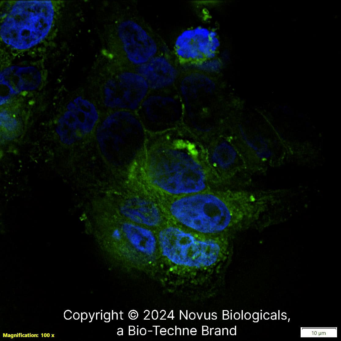 CD24 (ML5) was detected in immersion fixed MCF7 human breast cancer cell line using Mouse anti- CD24 (ML5) Protein G Purified Monoclonal Antibody conjugated to FITC (Catalog # NB100-77903F) (green) at 10 µg/mL overnight at 4C. Cells were counterstained with DAPI (blue). Cells were imaged using a 100X objective and digitally deconvolved. 