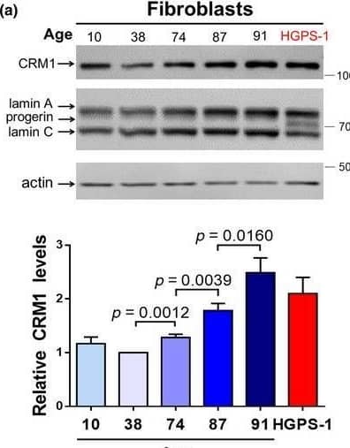 Western Blot CRM1 Antibody - BSA Free