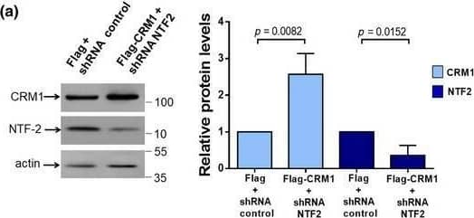 Western Blot CRM1 Antibody - BSA Free