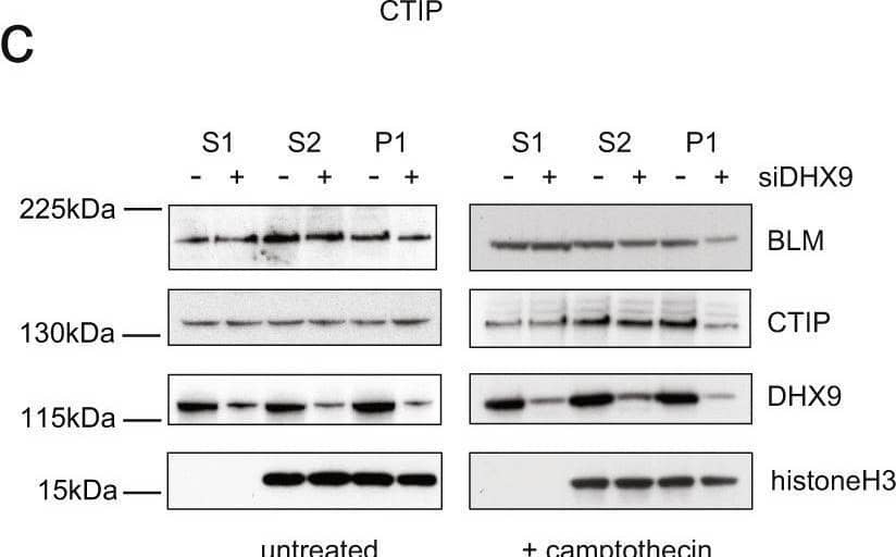 Western Blot CtIP Antibody - BSA Free
