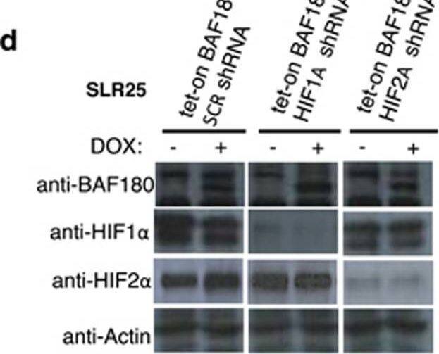 BAF180's tumor-suppressive or -promoting activity in ccRCC cell lines is HIF1 alpha  or HIF2 alpha  dependent. (a) Western blot analysis of HIF1 alpha  and BAF180 protein in parental 786-0 (parental), 786-0 with HIF1 alpha  re-expression (BAF180 WT/HIF1A cDNA) and 786-0 with HIF1 alpha  re-expression, but PBRM1 knockout by sgRNA #1, clone #1 and clone #2 (BAF180 KO-1 or -2/HIF1A cDNA). (b, c) Quantification (b) and photos (c) of clonogenic survival assay in the indicated 786-O cells. (d) Western blot analysis of BAF180, HIF1 alpha  and HIF2 alpha  proteins in SLR25/Tet-on BAF180 cells stably targeted with control, HIF1A or HIF2A shRNA in the absence of (−) or presence of doxycycline (+). (e, f) Quantification (e) and photos (f) of clonogenic survival assay of the SLR25/Tet-on BAF180 cells stably targeted with control, HIF1A or HIF2A shRNA in the absence of (−) or presence of doxycycline (+). All the samples are normalized to SCR non-targeting shRNA without doxycycline treatment. Image collected and cropped by CiteAb from the following open publication (//pubmed.ncbi.nlm.nih.gov/28092369), licensed under a CC-BY license. Not internally tested by Novus Biologicals.