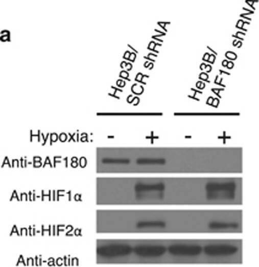 BAF180 is required for strong expression of HIF1 and HIF2 target genes in hypoxic (HX) Hep3B cells and pVHL-deficient ccRCC cell lines. (a) Western blot analysis of BAF180, HIF1 alpha  and HIF2 alpha  proteins in normoxic (NX) and HX Hep3B cells stably transduced with non-targeting control (SCR shRNA) or BAF180 shRNA. (b–e) qRT–PCR analysis of messenger RNA (mRNA) levels of HIF1 target genes (b), HIF2 target genes (c), HIF1/HIF2 common target genes (d) and BRG1-independent HIF target genes (e) in NX and HX Hep3B cells stably targeted with control or BAF180 shRNA. (f) qRT–PCR analysis of mRNA levels of known HIF2 target genes in 786-O/Tet-on Cas9 cells with no sgRNA or BAF180 sgRNA #1 (right). Expression levels of BAF180, HIF2 alpha  and ARNT protein in these cells were also shown (Left). (g) qRT–PCR analysis of mRNA levels of known HIF1 and HIF2 target genes, as well as HIF and ARNT in RCC4 cells stably expressing GFP (control) or BAF180 protein. Clones #12 and #14 express low and high BAF180 protein levels, respectively. Image collected and cropped by CiteAb from the following open publication (//pubmed.ncbi.nlm.nih.gov/28092369), licensed under a CC-BY license. Not internally tested by Novus Biologicals.