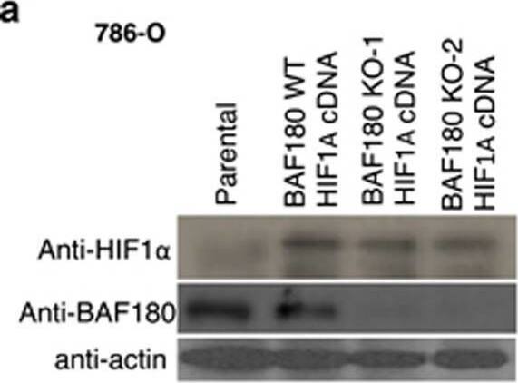 BAF180's tumor-suppressive or -promoting activity in ccRCC cell lines is HIF1 alpha  or HIF2 alpha  dependent. (a) Western blot analysis of HIF1 alpha  and BAF180 protein in parental 786-0 (parental), 786-0 with HIF1 alpha  re-expression (BAF180 WT/HIF1A cDNA) and 786-0 with HIF1 alpha  re-expression, but PBRM1 knockout by sgRNA #1, clone #1 and clone #2 (BAF180 KO-1 or -2/HIF1A cDNA). (b, c) Quantification (b) and photos (c) of clonogenic survival assay in the indicated 786-O cells. (d) Western blot analysis of BAF180, HIF1 alpha  and HIF2 alpha  proteins in SLR25/Tet-on BAF180 cells stably targeted with control, HIF1A or HIF2A shRNA in the absence of (−) or presence of doxycycline (+). (e, f) Quantification (e) and photos (f) of clonogenic survival assay of the SLR25/Tet-on BAF180 cells stably targeted with control, HIF1A or HIF2A shRNA in the absence of (−) or presence of doxycycline (+). All the samples are normalized to SCR non-targeting shRNA without doxycycline treatment. Image collected and cropped by CiteAb from the following open publication (//pubmed.ncbi.nlm.nih.gov/28092369), licensed under a CC-BY license. Not internally tested by Novus Biologicals.