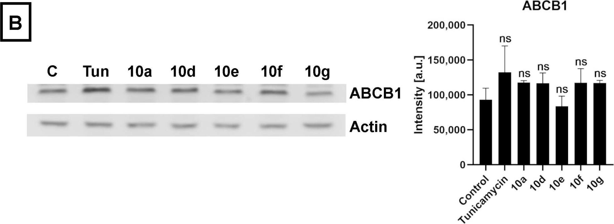 Western Blot MDR1/ABCB1 Antibody - BSA Free