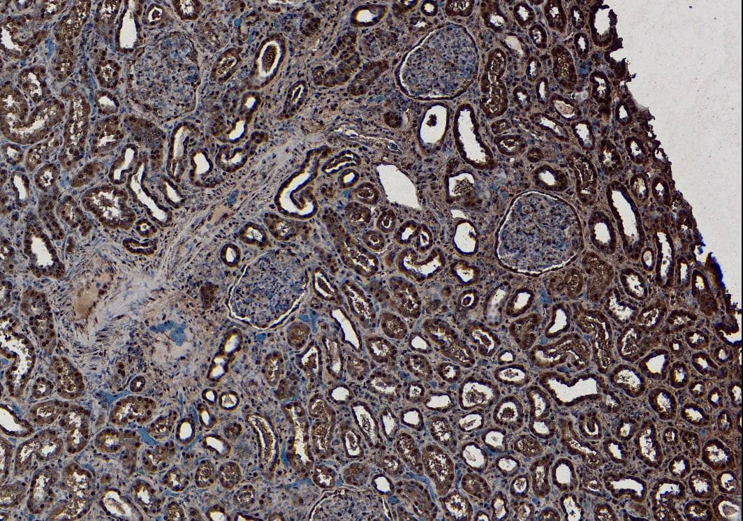 Immunohistochemistry-Paraffin: SET Antibody [NB100-817] - (7ug/ml) staining of paraffin embedded Human Kidney. Heat induced antigen retrieval with citrate buffer pH 6, HRP-staining.