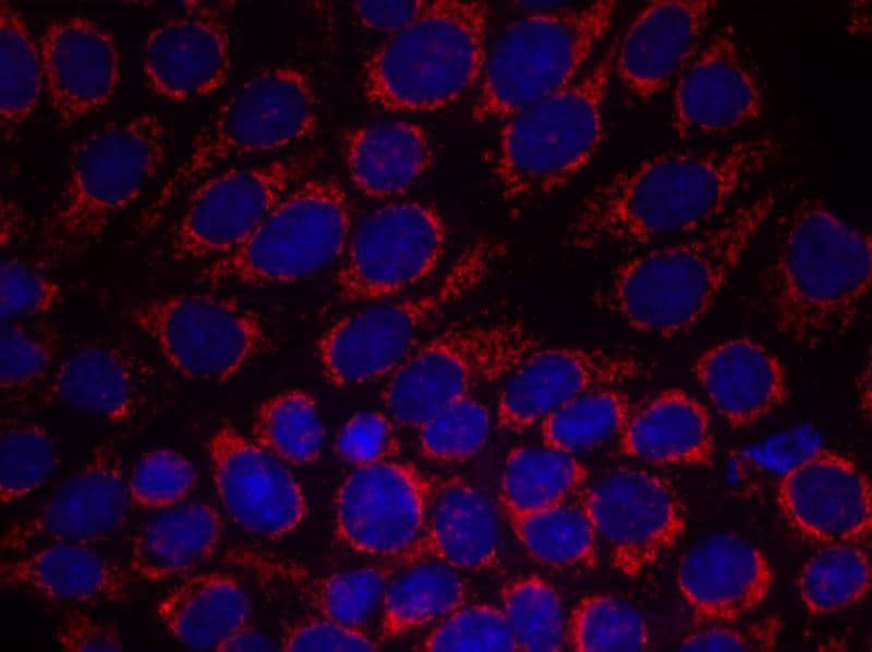 Immunocytochemistry/Immunofluorescence: ErbB2/Her2 Antibody [NB100-81957] - Staining of methanol-fixed MCF7 cells using NB100-81957