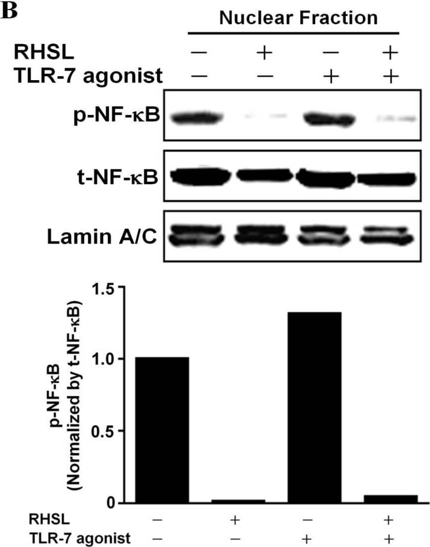 Effects of RHSL on the translocation of phosphorylated NF-kappa B into the nucleus in TLR-7 agonist-stimulated RAW264.7 cells. Cells were treated with a concentration of 10 μg/mL TLR-7 agonist or 100 μg/mL RHSL, either alone or in combination, for 24 h. Nuclear-cytoplasmic fractionation analysis was performed to quantify the levels of phosphorylated NF-kappa B and total NF-kappa B in cytoplasmic (A) and nuclear (B) protein extracts, respectively. GAPDH and Lamin A/C were used as internal controls for cytoplasmic and nuclear fractions, respectively. Image collected and cropped by CiteAb from the following open publication (//pubmed.ncbi.nlm.nih.gov/39337618), licensed under a CC-BY license. Not internally tested by Novus Biologicals.