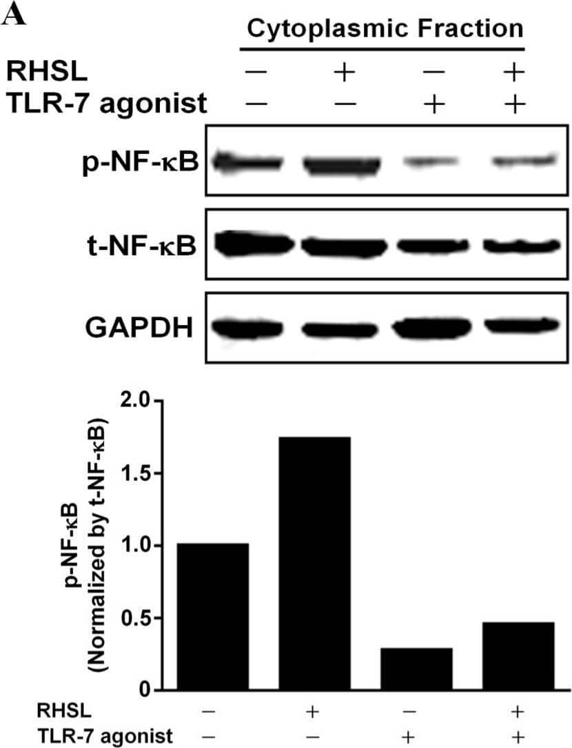 Effects of RHSL on the translocation of phosphorylated NF-kappa B into the nucleus in TLR-7 agonist-stimulated RAW264.7 cells. Cells were treated with a concentration of 10 μg/mL TLR-7 agonist or 100 μg/mL RHSL, either alone or in combination, for 24 h. Nuclear-cytoplasmic fractionation analysis was performed to quantify the levels of phosphorylated NF-kappa B and total NF-kappa B in cytoplasmic (A) and nuclear (B) protein extracts, respectively. GAPDH and Lamin A/C were used as internal controls for cytoplasmic and nuclear fractions, respectively. Image collected and cropped by CiteAb from the following open publication (//pubmed.ncbi.nlm.nih.gov/39337618), licensed under a CC-BY license. Not internally tested by Novus Biologicals.