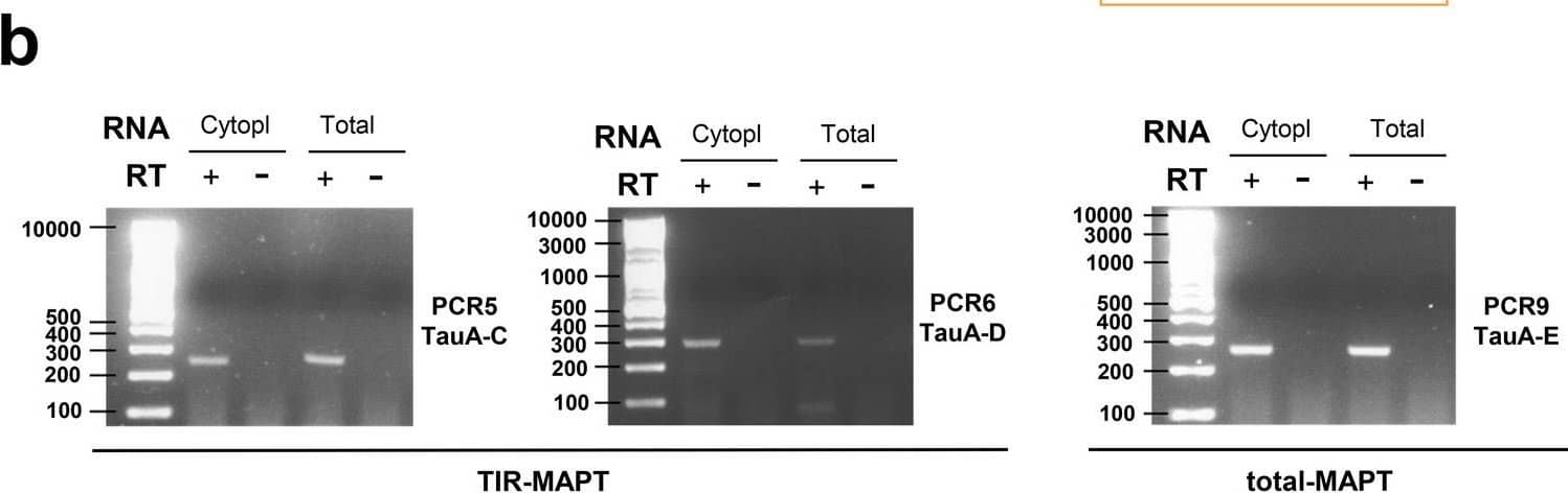 TIR-MAPT RNA expression. a Schematic representation of the MAPT gene and MAPT and TIR-MAPT mRNAs generated from it. A, C, D and E represent the hybridization sites of the primers designed for semi-quantitative PCR employed for the PCRs in b (Supplementary Table 2, online resource). The fragment of intron 12 that would remain upon retention is represented with colored stripes. b Representative images of agarose gels showing of semi-quantitative PCR results using total or cytoplasmic-enriched RNA of SH-SY5Y cells. Results showed the existence of RNA species from exon 11 to intron 12 where intron 11 was spliced out (PCR 5 and 6). Controls of the addition (RT+) or no addition of retrotranscriptase (RT−) were included. PCR 9 shows MAPT in which both intron 11 and 12 are spliced out. Detailed information of all semi-quantitative PCR combinations and amplicon sizes is provided in Supplementary Table 5, online resource. c Schematic representation of the MAPT gene including the hybridization sites of the oligos used for quantitative PCR. dTIR-MAPT RNA levels by qPCR in cytoplasmic-enriched fraction or whole extracts (total) of SH-SY5Y cells. e Comparison of TIR-MAPT level in SH-SY5Y cells and hippocampus and frontal lateral cortex of human brain. Graphs show means and SE of technical triplicates. f Percentage of brain samples having expression of MAPT or TIR-MAPT genes. Data are shown for three different regions within brains (see Supplementary Table 3, online resource). g Scatter dot blot of expression values of MAPT and TIR-MAPT genes in brain regions having TPM (transcripts per kilobase million) > 0. Number of samples f, g: cortex = 122; frontal cortex = 113; hippocampus = 98. Graphs represent mean and SEM. p values were calculated using a T test, ****p value ≤ 0.0001 Image collected and cropped by CiteAb from the following open publication (//pubmed.ncbi.nlm.nih.gov/33934221), licensed under a CC-BY license. Not internally tested by Novus Biologicals.