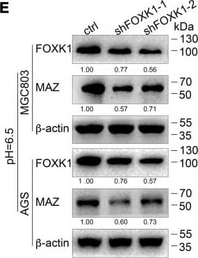 Western Blot: MAZ Antibody [NB100-86984] - MAZ is a new transcription activation target of FOXK1. (A) Analysis of the 9969 overlapping FOXK1 loci for overrepresented sequence elements identified significantly enriched FOXK1-like DNA-binding motifs, & the results showed that 12.92% of the FOXK1 genomic loci contained at least one of the motifs. (B) Potential binding sites for FOXK1 at the 5'-UTR of MAZ. (C) FOXK1 & MAZ coexpression in the TCGA GC dataset was analyzed by querying the open database ChIPBase v2.0 (r: 0.3449, p = 5.1e-14). The mRNA (D) & protein (E) levels of MAZ in MGC803 & AGS cells were attenuated by the silencing of FOXK1. The data are presented as the means ± S.D.s from three independent experiments. ** P < 0.01, *** P < 0.001, & **** P < 0.0001. Image collected & cropped by CiteAb from the following publication (//pubmed.ncbi.nlm.nih.gov/32268297), licensed under a CC-BY license. Not internally tested by Novus Biologicals.