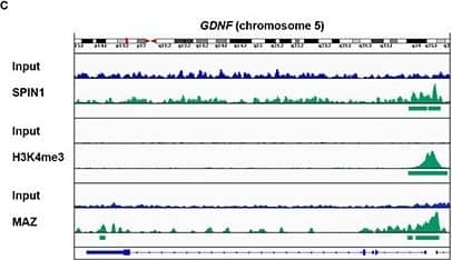 Chromatin Immunoprecipitation: MAZ Antibody [NB100-86984] - SPIN1 controls liposarcoma cell proliferation & survival by enhancing GDNF expression in cooperation with the transcription factor MAZ(A) Venn diagram depicting the overlap of SPIN1 & MAZ locations at gene promoters in T778 cells. (B) Intensity profiles for SPIN1 & MAZ occupancy of 5,680 gene promoters around the transcription start site (TSS –/+ 2000 bp). (C) Intensity profiles of presence of SPIN1, H3K4me3, & MAZ at the GDNF gene in T778 cells determined by ChIP-sequencing. (D, E) Immunoprecipitation (IP) of endogenous SPIN1 & MAZ from T778 cell extracts with antibodies against SPIN1 or MAZ as indicated. (F, G) Quantitative RT-PCR analysis of MAZ & GDNF expression in T778 cells stably transfected with control miRNA (miCtrl) or miRNA directed against MAZ [miMAZ(1)] (F) or MAZ expression plasmid (MAZ OE) (G) Expression of miMAZ or MAZ was induced by doxycycline. Uninduced cells served as control. (F, G) Error bars represent +/– SEM, *p < 0.05, **p < 0.01. Image collected & cropped by CiteAb from the following publication (//pubmed.ncbi.nlm.nih.gov/25749382), licensed under a CC-BY license. Not internally tested by Novus Biologicals.