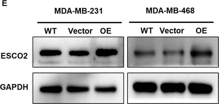 GSEA and the expression of ESCO2 in breast cancer cell lines. (A-C) Single-gene GSEA results of ESCO2. (D) ESCO2 mRNA expression in normal breast cells (MCF-10A) and various breast cancer cell lines (n=3, One-way ANOVA). (E, F) Protein expression levels and relative quantification of ESCO2 in MCF-10A cells and breast cancer cell lines (n=3, One-way ANOVA). (ns: p>0.05, **p  0.05, *p  0.05, *p  0.05, **p < 0.01, ***p < 0.001, ****p < 0.0001). Image collected and cropped by CiteAb from the following open publication (//www.frontiersin.org/articles/10.3389/fonc.2025.1585945/full), licensed under a CC-BY license. Not internally tested by Novus Biologicals.