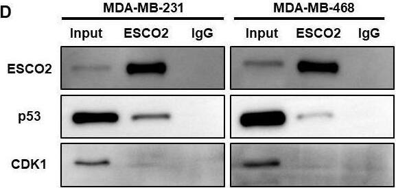 Molecular mechanisms of ESCO2 in regulating cell cycle and apoptosis. (A) Western blots showing alterations in p53, p-p53, p21 and BAX expression with ESCO2 knockdown. (B) Western blots showing alterations in CDK1 and cyclin B1 expression with ESCO2 knockdown. (C) Western blot analysis of Bcl-2, caspase-9, and caspase-7 expression and activation following ESCO2 knockdown. (D) Co-IP assays were performed using anti-ESCO2 antibody or IgG control. (E) Co-IP assays were performed using anti-CDK1 antibody or IgG control. (F, G) Quantitative analysis of protein expression (n=3, unpaired t test). (ns: p > 0.05, *p < 0.05, **p < 0.01, ***p < 0.001, ****p < 0.0001). Image collected and cropped by CiteAb from the following open publication (//www.frontiersin.org/articles/10.3389/fonc.2025.1585945/full), licensed under a CC-BY license. Not internally tested by Novus Biologicals.