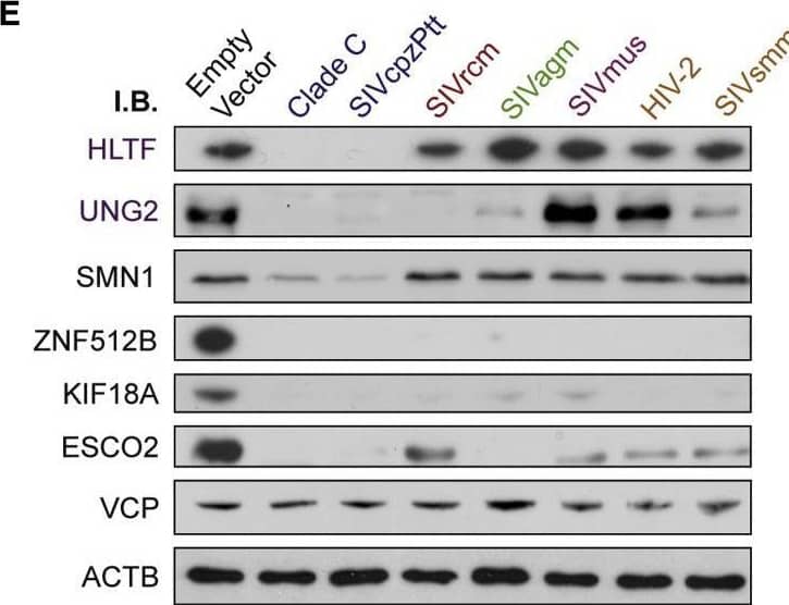 Western Blot ESCO2 Antibody - BSA Free