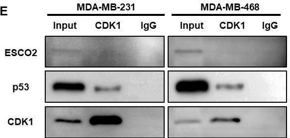 Molecular mechanisms of ESCO2 in regulating cell cycle and apoptosis. (A) Western blots showing alterations in p53, p-p53, p21 and BAX expression with ESCO2 knockdown. (B) Western blots showing alterations in CDK1 and cyclin B1 expression with ESCO2 knockdown. (C) Western blot analysis of Bcl-2, caspase-9, and caspase-7 expression and activation following ESCO2 knockdown. (D) Co-IP assays were performed using anti-ESCO2 antibody or IgG control. (E) Co-IP assays were performed using anti-CDK1 antibody or IgG control. (F, G) Quantitative analysis of protein expression (n=3, unpaired t test). (ns: p > 0.05, *p < 0.05, **p < 0.01, ***p < 0.001, ****p < 0.0001). Image collected and cropped by CiteAb from the following open publication (//www.frontiersin.org/articles/10.3389/fonc.2025.1585945/full), licensed under a CC-BY license. Not internally tested by Novus Biologicals.