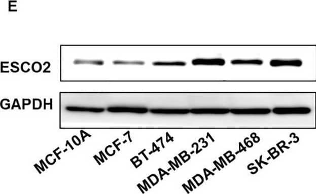 Western Blot ESCO2 Antibody - BSA Free