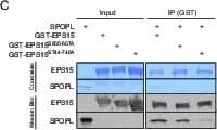 Western Blot EPS15R Antibody