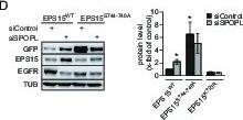 Western Blot: EPS15R Antibody [NB100-88149] - EPS15 is targeted via a SPOP/SPOPL binding consensus motif.(D) HeLa cells stably expressing GFP-tagged wild-type EPS15, EPS15S744-S746A or the EPS15K793R mutants from a doxycycline-inducible promoter transfected as indicated (+) with control siRNA or siRNA depleting SPOPL. The levels of EPS15-GFP, EGFR & for control tubulin (TUB) analyzed by immunoblotting with specific antibodies. Experiments quantified in Fiji & the EPS15 levels plotted as fold-increase compared to controls. Data mean ± SEM, N = 4. *p≤0.05. Note that SPOPL depletion does not further increase the levels of both EPS15 mutants. Image collected & cropped by CiteAb from the following publication (//elifesciences.org/articles/13841), licensed under a CC-BY license. Not internally tested by Novus Biologicals.