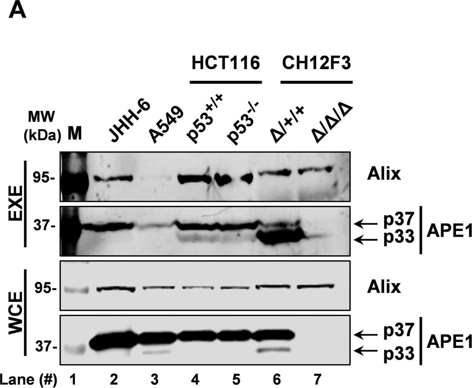 APE1 EVs secretion in a panel of mammalian cell lines:A, western blotting analyses for APE1 detection carried out in EXE of JHH-6, A549, HCT116P53+/+, HCT116p53-/-, CH13F3 delta /+/+, and CH12F3 delta / delta / delta  cells. Both APE1 p37 and p33 forms have been detected. Alix was used as a loading control. WCE were analyzed as a positive control of APE1 expression. The molecular mass (MW) expressed in kDa is shown on the left side of the image. B, western blotting analyses for APE1 detection carried out in EXE of MEFNPM1+/+ and MEFNPM1-/- cells. Both APE1 p37 and p33 forms have been detected. Alix was used as a loading control. WCE were analyzed as a positive control of APE1 expression and  beta -Tubulin (apparent molecular weight 52 kDa) was detected as loading control. Western blotting analysis for NPM1 detection was carried out as a control for cells genotype. The molecular mass (MW) expressed in kDa is shown on the left side of the image. C, western blotting analyses for APE1 detection in WCE and EXE derived from OCI-AML2 and OCI-AML3 cell lines.  beta -Tubulin (apparent molecular weight 52 kDa) and Alix (apparent molecular weight 95 kDa) detection was carried out as loading controls. APE1 p37 and p33 are indicated by arrows. The molecular mass (MW) expressed in kDa is shown on the left side of the image. The percentages of exosomal APE1 p37 and p33 forms in OCI-AML2 and OCI-AML3 cell lines are indicated in the scatter plot on the right panel and in Fig. S5. Data are expressed as mean +/- SD of three independent replicas. Image collected and cropped by CiteAb from the following open publication (//pubmed.ncbi.nlm.nih.gov/33753167), licensed under a CC-BY license. Not internally tested by Novus Biologicals.